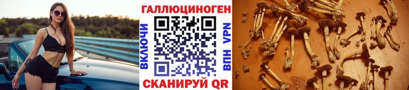купить закладку Стрежевой Галлюциногенные грибы прущие грибы